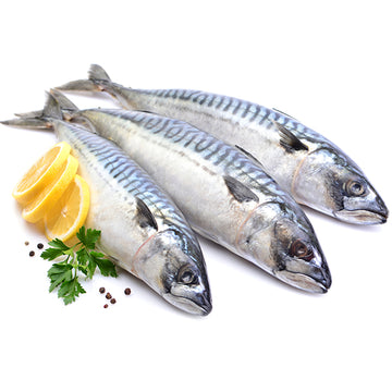 Mackerel Fish ( Titus 300-500 ) from Everfresh, your African supermarket in Milton Keynes